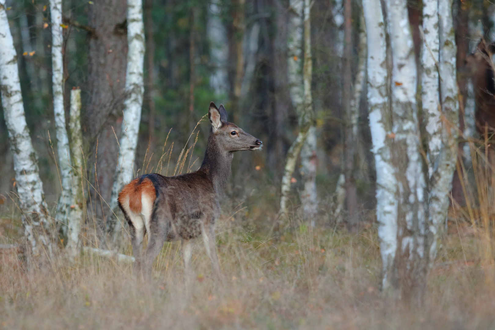 Rothirschkalb