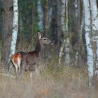 Rothirschkalb