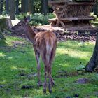 Rothirschkalb