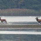 Rothirschkuh und Rothirsch (Cervus elaphus)