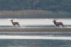 Rothirschkuh und Rothirsch (Cervus elaphus)