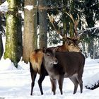 Rothirschpaar auf der Schwäbischen Alb...