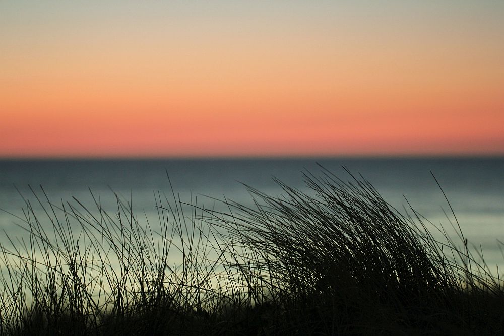 Rothko mit Strandhafer