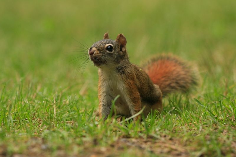 Rothörnchen / Red Squirrel (Tamiasciurus hudsonicus)