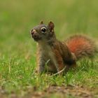 Rothörnchen / Red Squirrel (Tamiasciurus hudsonicus)