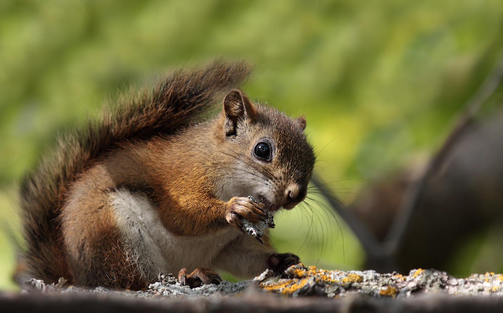  Rothörnchen (Tamiasciurus)