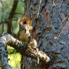 Rothörnchen (Tamiasciurus hudsonicus)