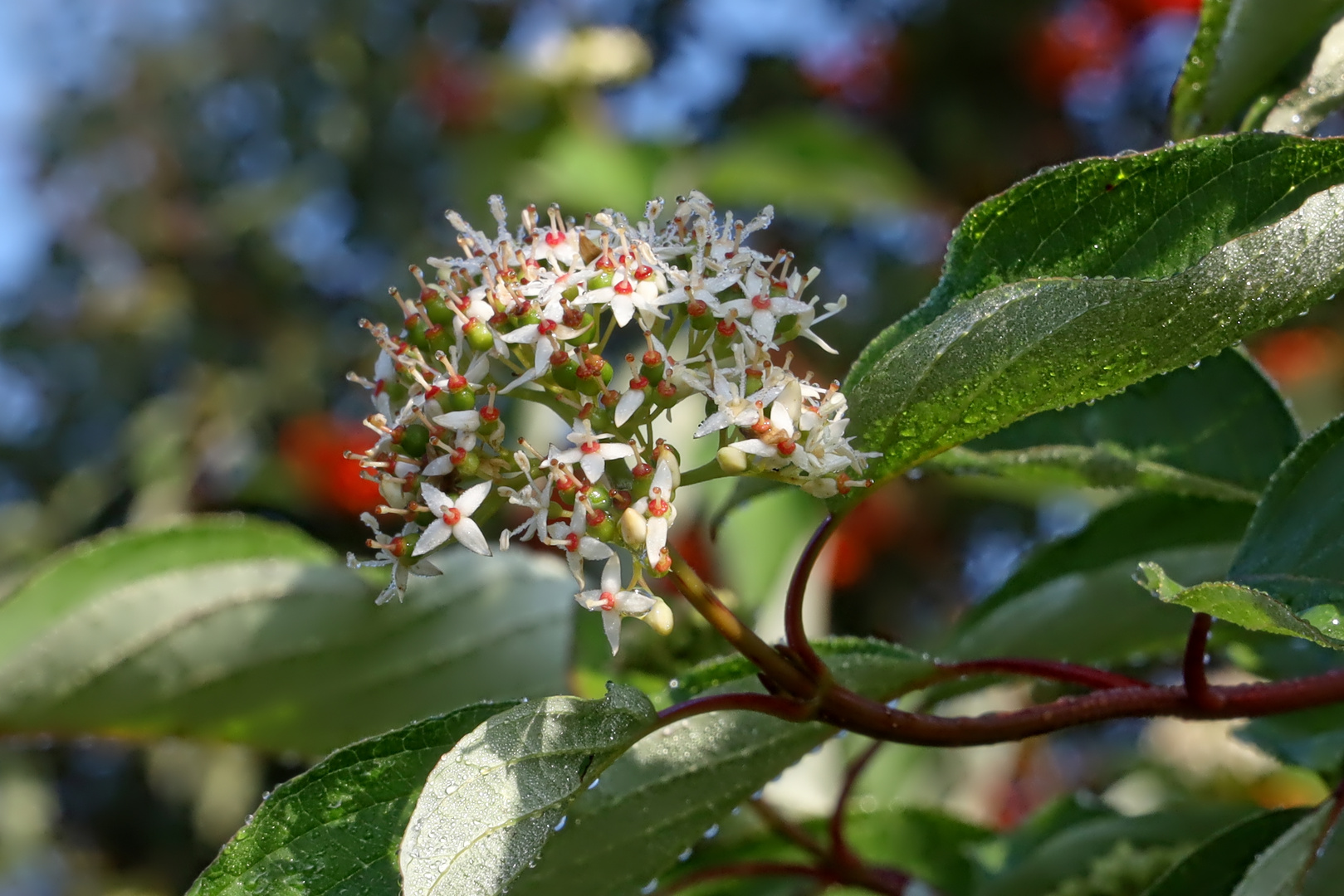 Rotholz-Hartriegel in Blüte  -  dogwoods in blossom