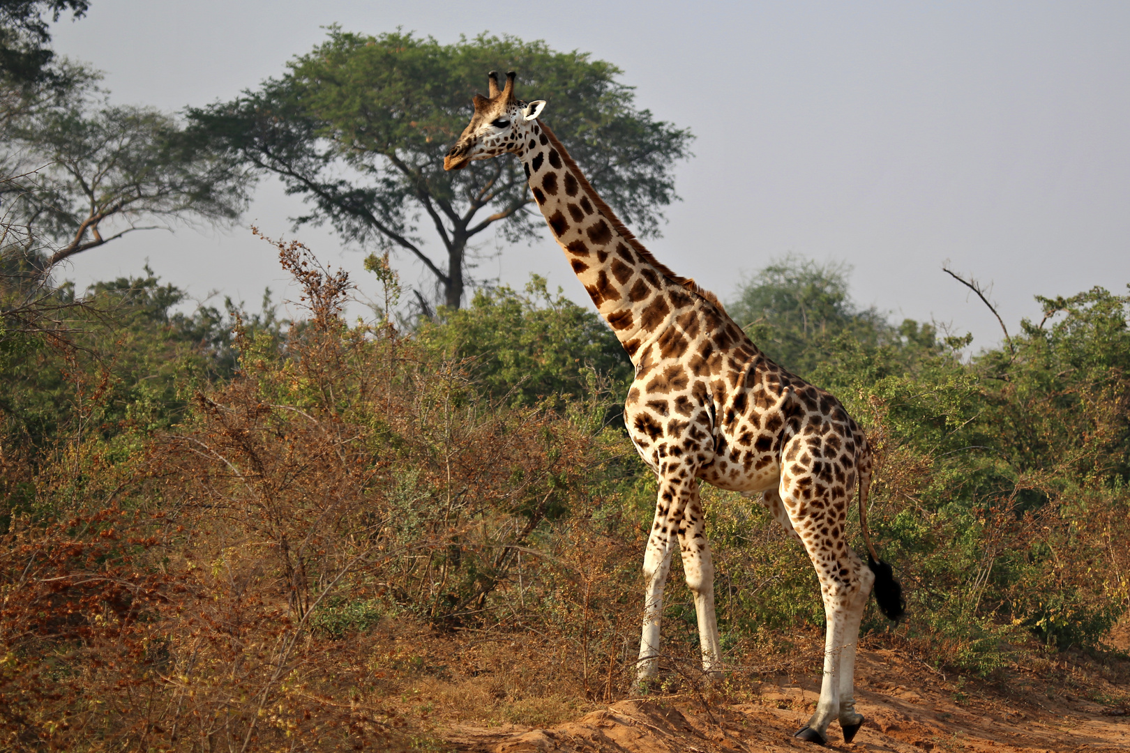 Rothschild-Giraffe Foto & Bild | natur, afrika, tiere Bilder auf