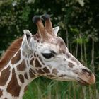 Rothschild-Giraffe