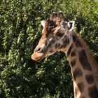 Rothschild Giraffe