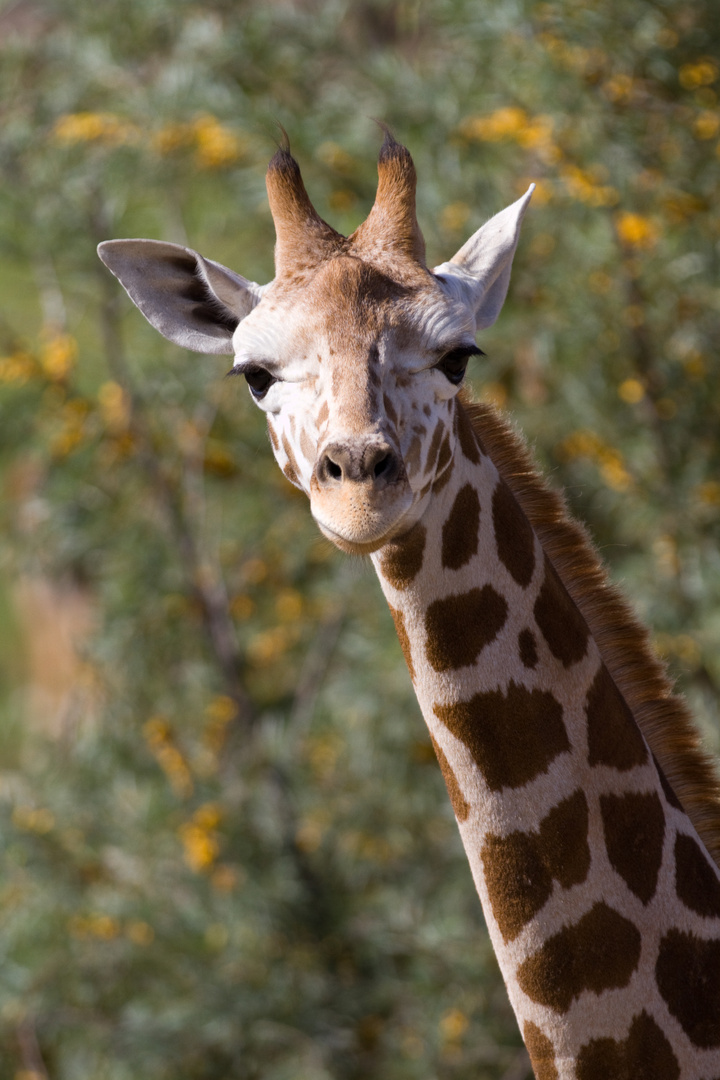 Rothschild-Giraffe