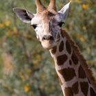 Rothschild-Giraffe