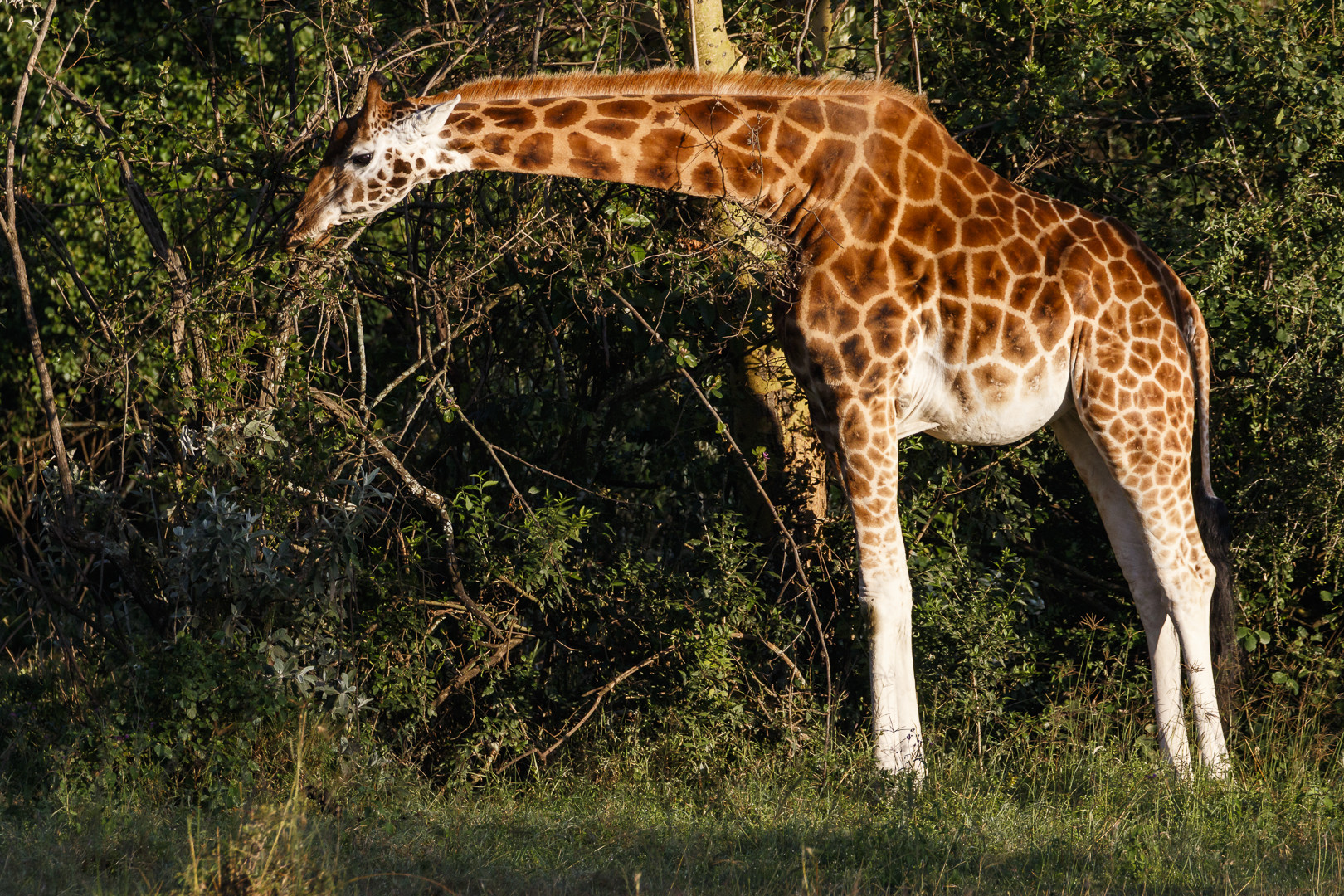 Rothschild-Giraffe beim Frühstück