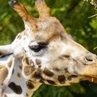 Rothschild-Giraffe 