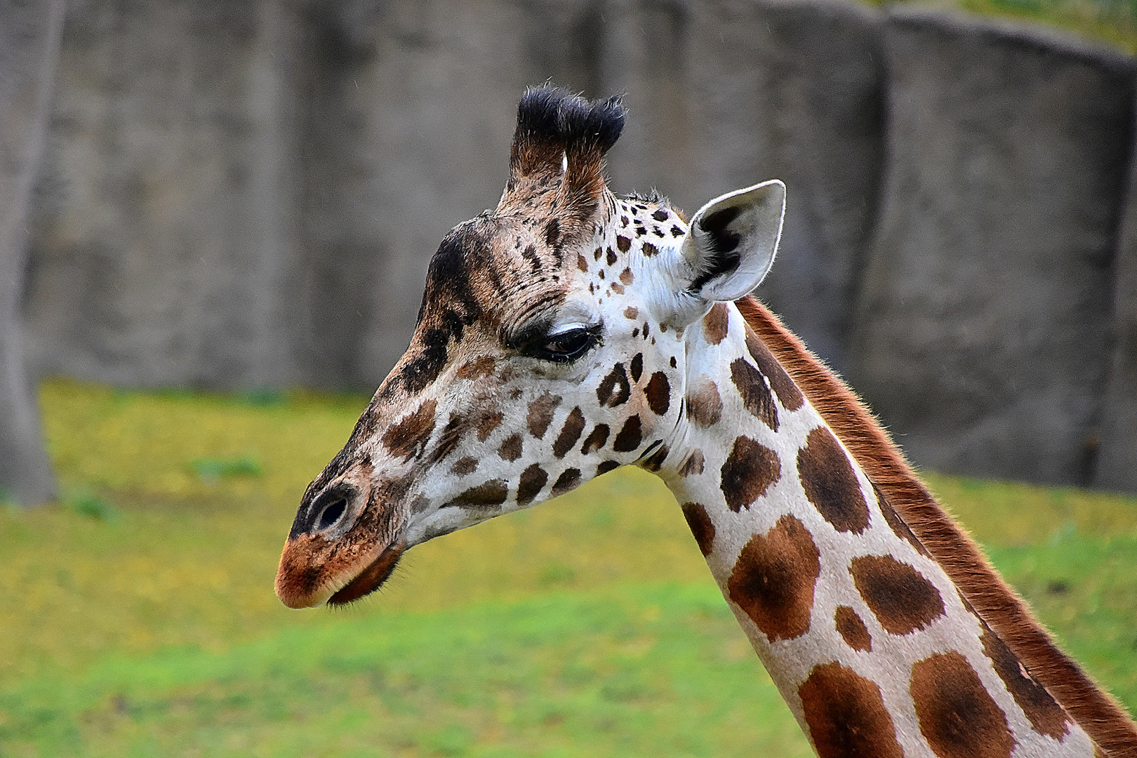 Rothschild-Giraffe (Giraffa camelopardalis rothschildi)