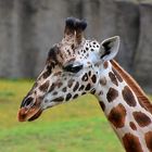 Rothschild-Giraffe (Giraffa camelopardalis rothschildi)