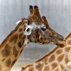 Rothschild Giraffe im Kinderzoo, Rapperswil