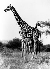 Rothschild-Giraffe in Samburu