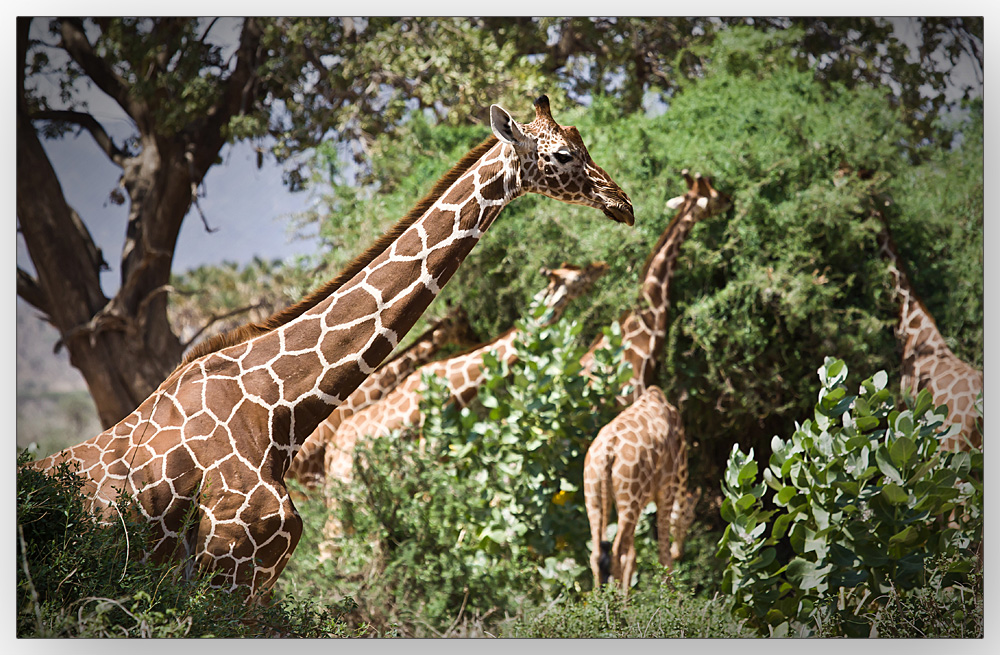 Rothschild Giraffen - fast wie in Jurassic Park