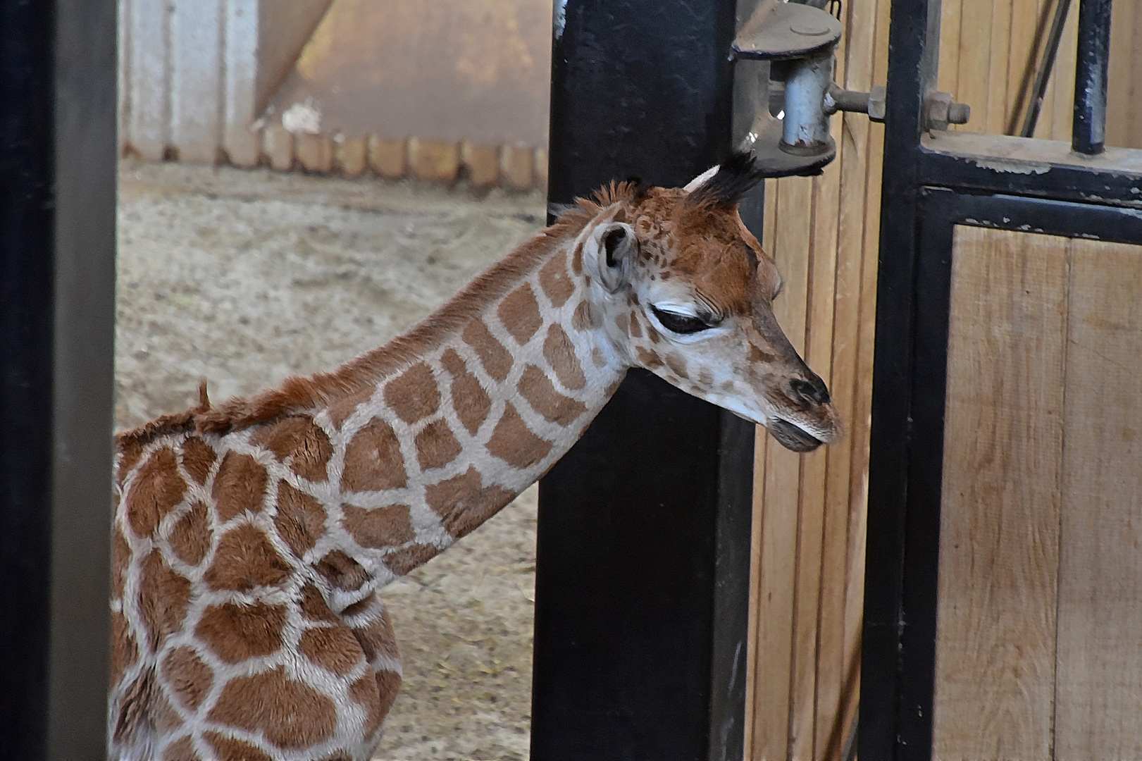 Rothschild-Giraffen Nachwuchs