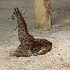 Rothschildgiraffe -1-