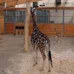 Rothschildgiraffe -2-