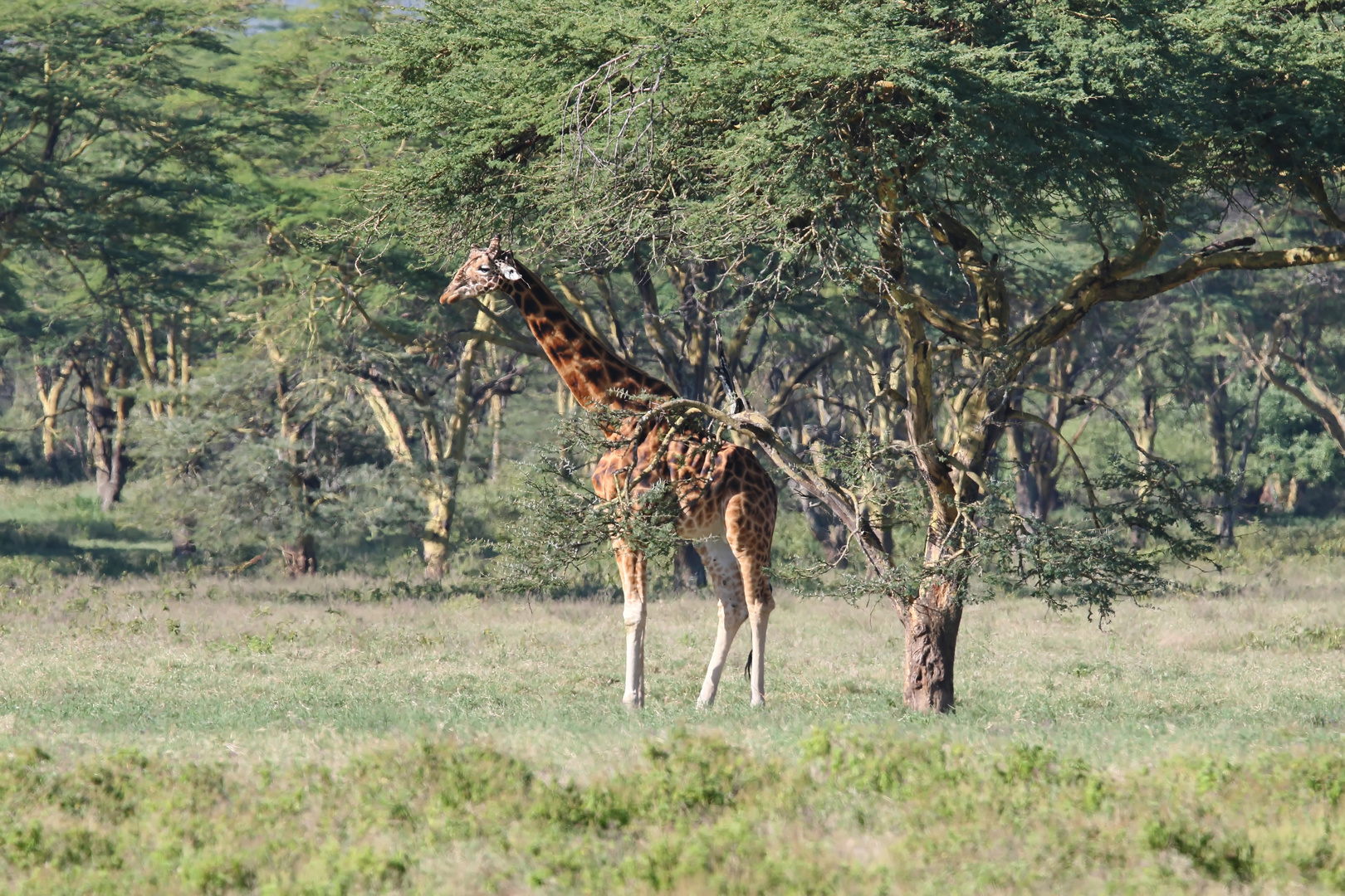 Rothschildgiraffe