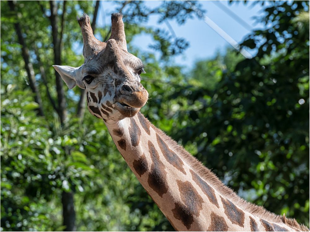 Rothschildgiraffe