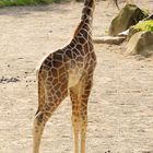 ..::Rothschildgiraffe Kind aus den Zoo Duisburg::..