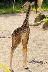 ..::Rothschildgiraffe Kind aus den Zoo Duisburg::..