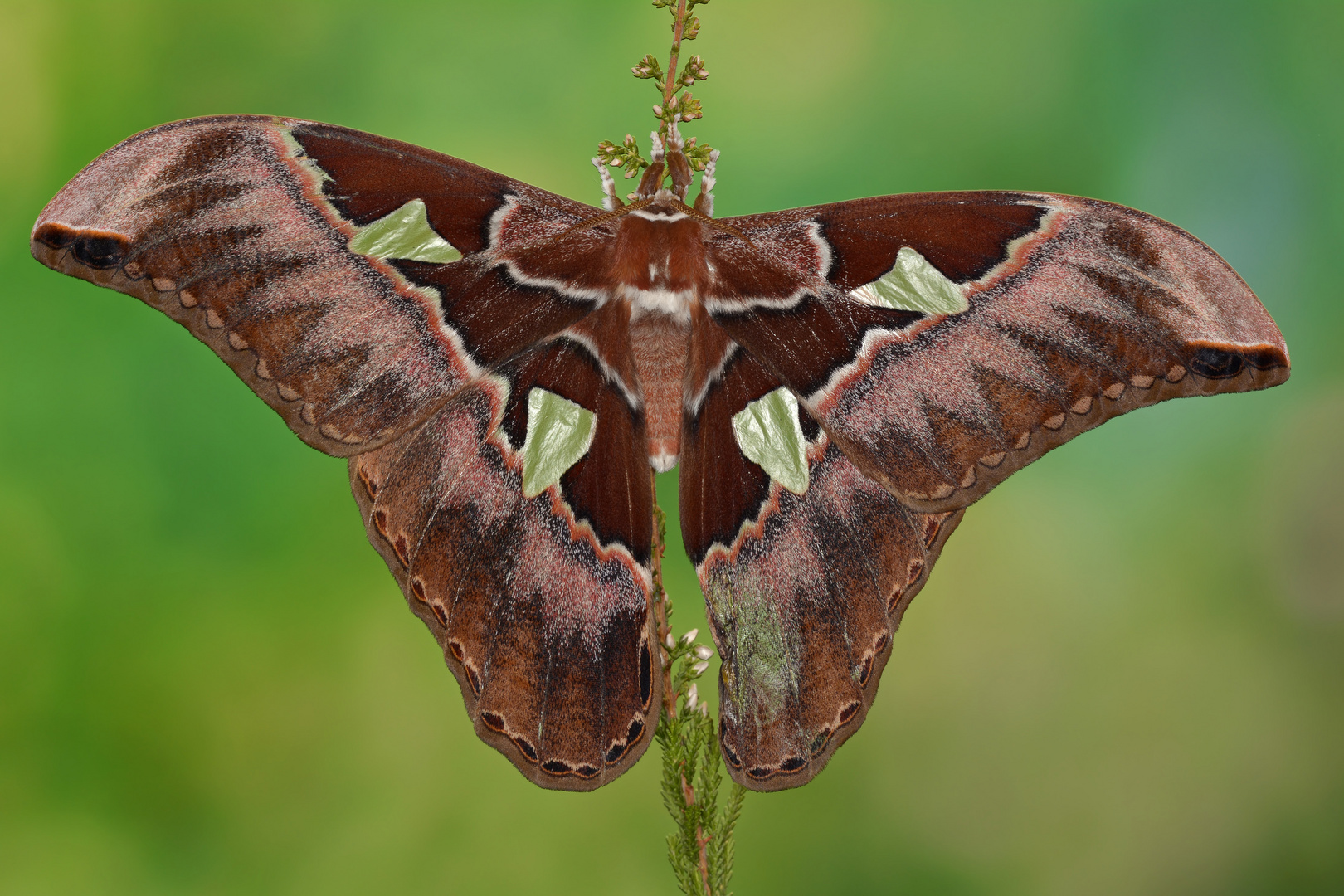 Rothschildia aurota auroamazonensis Männchen