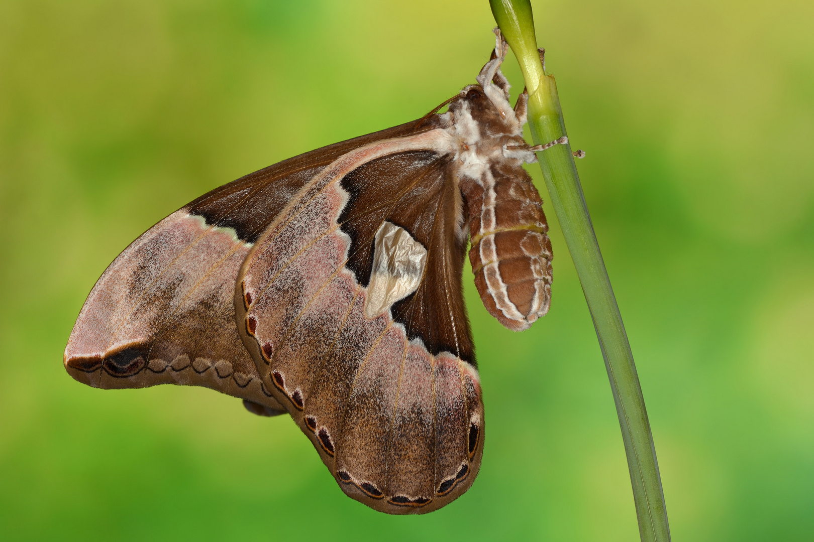 Rothschildia aurota auroamazonensis Weibchen #3