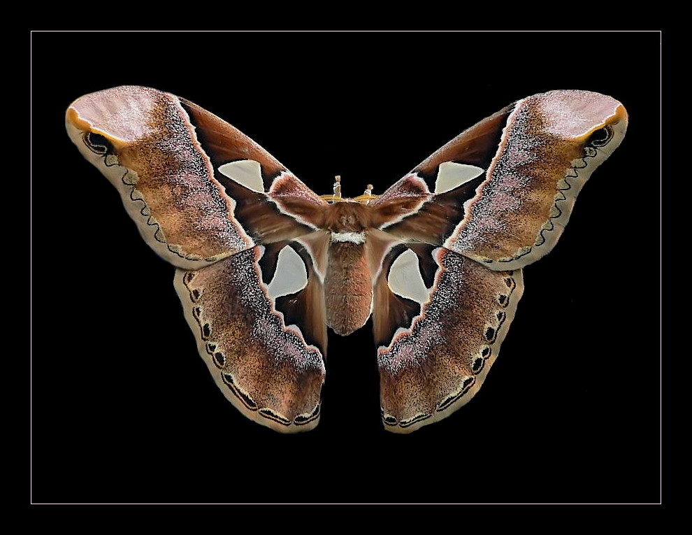 Rothschildia aurota speculifera Foto & Bild tiere, zoo, wildpark