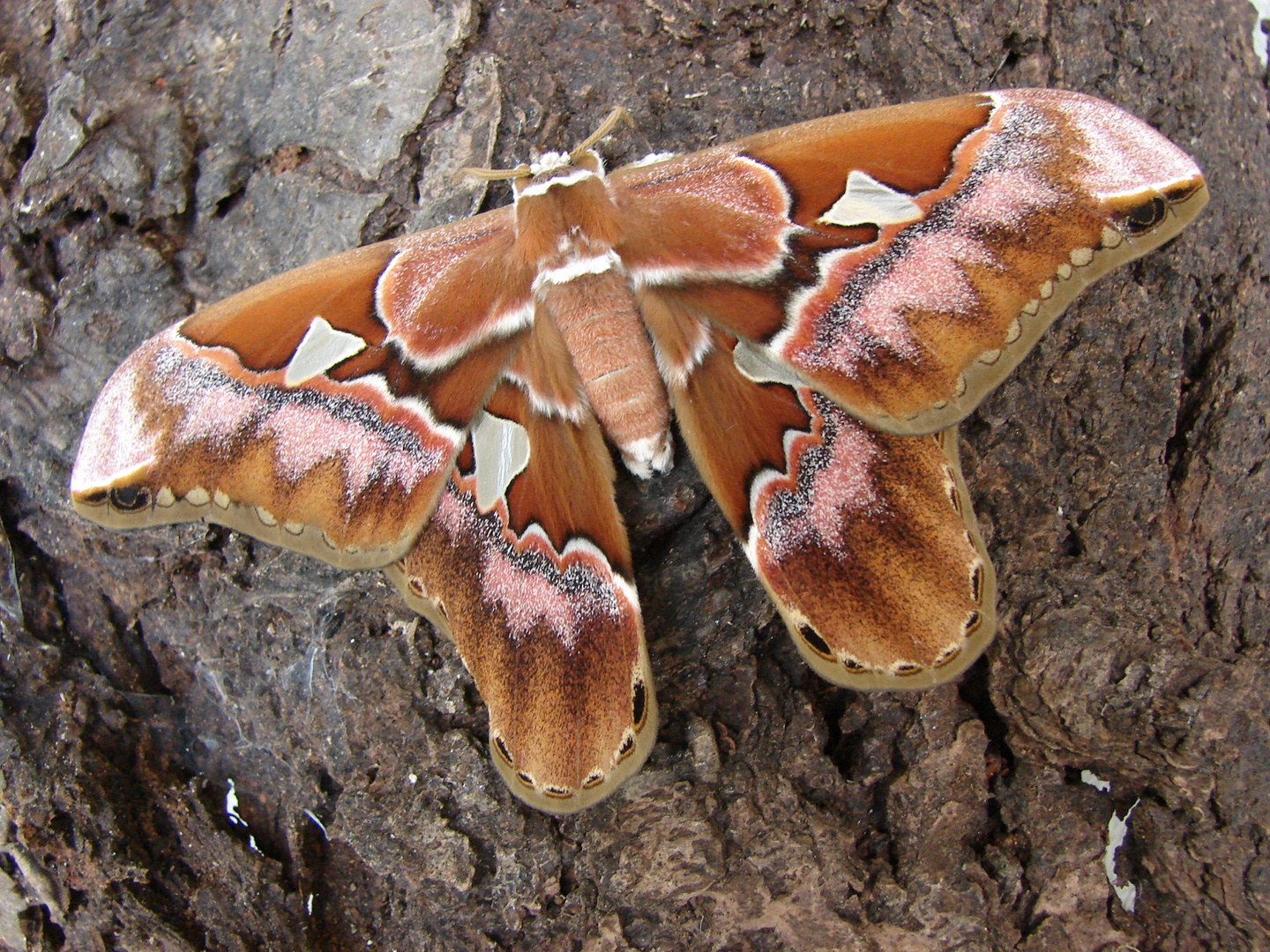 Rothschildia aurota speculifera