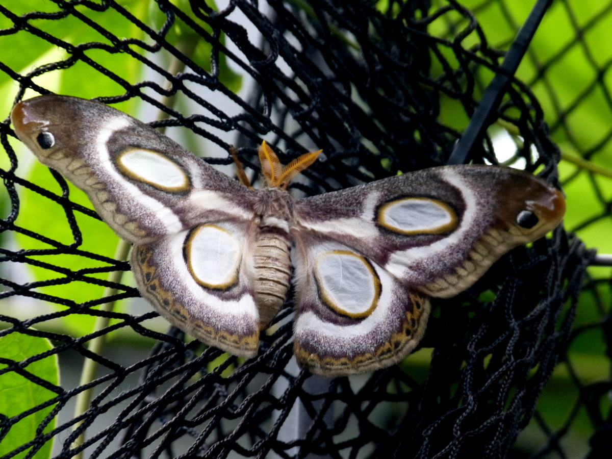 Rothschildia jacobaeae