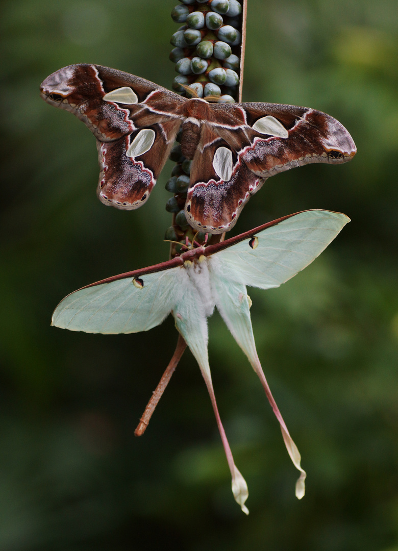 Rothschildia lebeau inca und Actias dubernardi