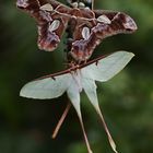 Rothschildia lebeau inca und Actias dubernardi