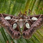 Rothschildia Moth (Rothschildia inca incecuatoriana)