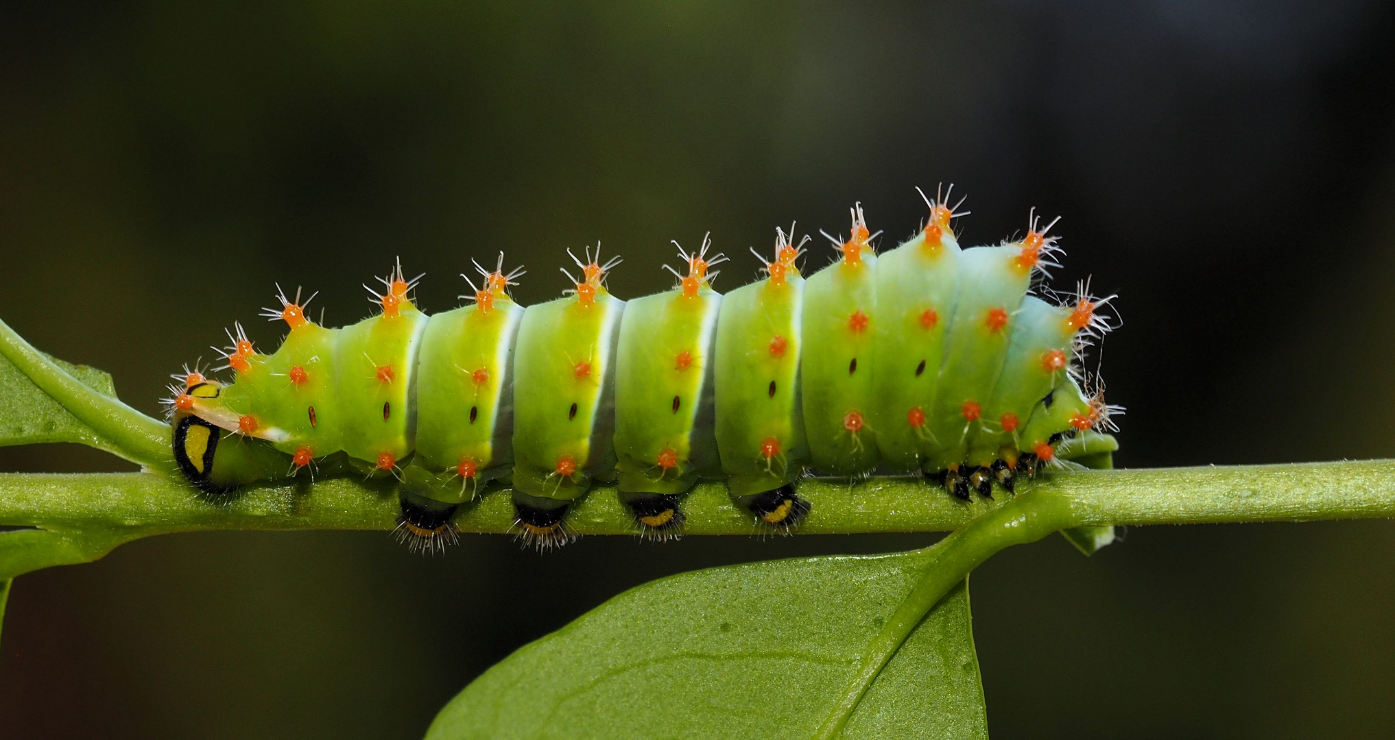 Rothschildia orizaba