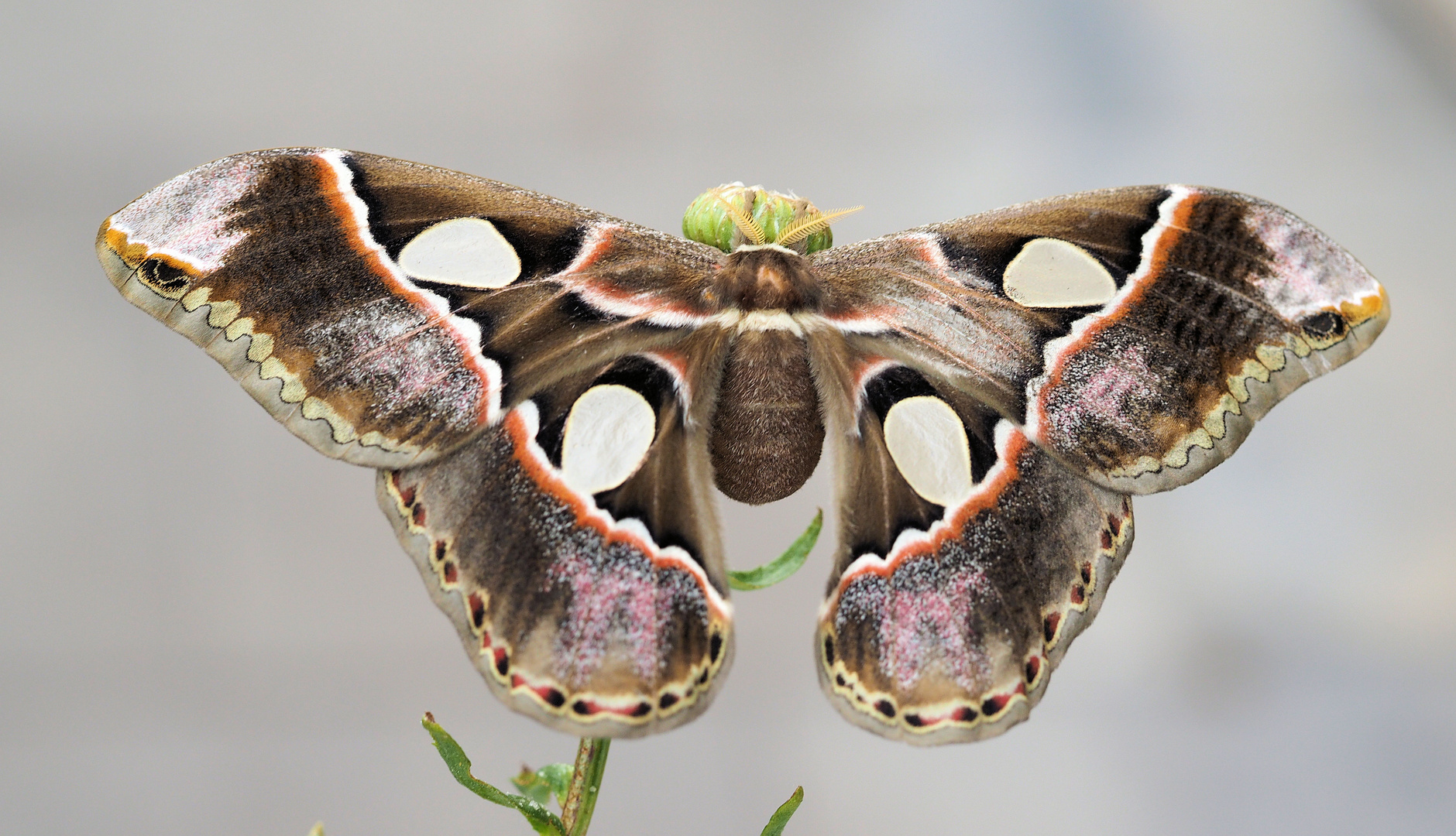 Rothschildia orizaba