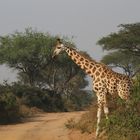 Rothschild`s Giraffe