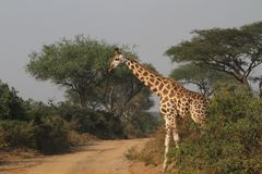 Rothschild`s Giraffe