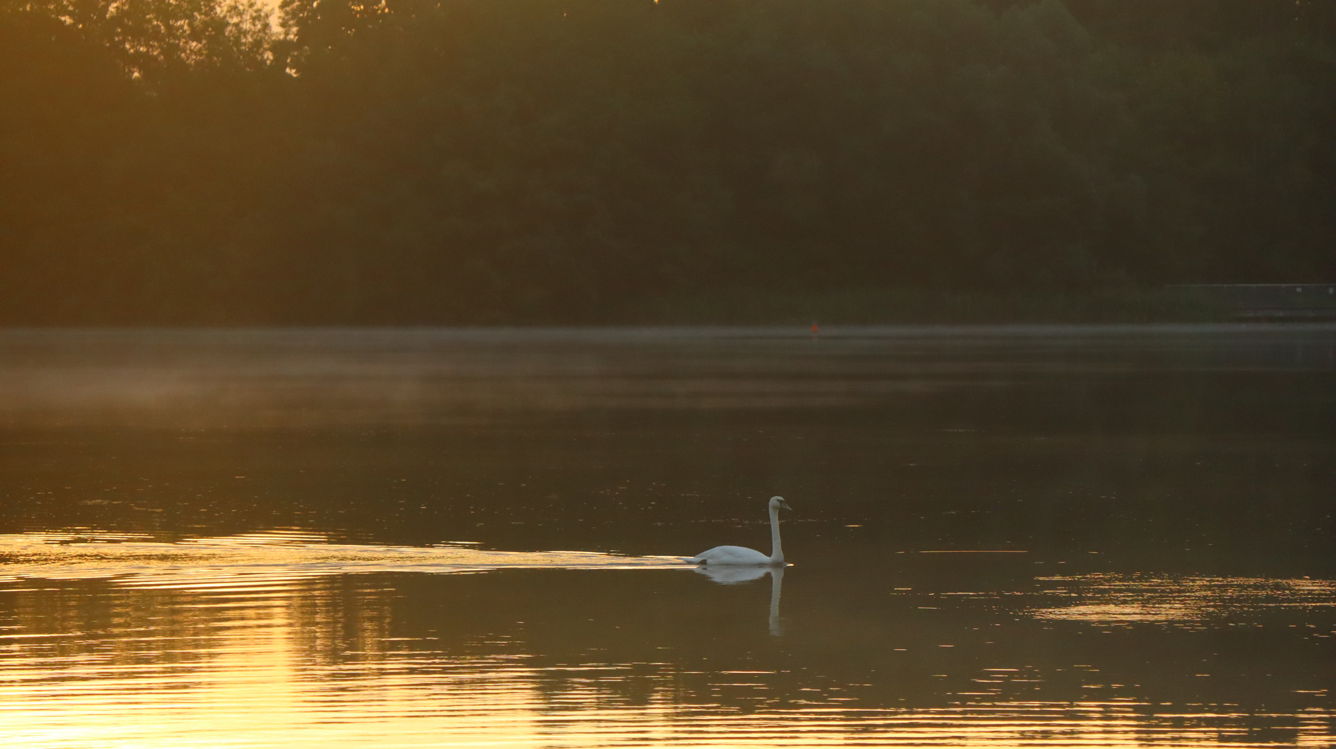 Rothsee - Schwanensee an einem Sommermorgen im Nebel