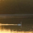 Rothsee - Schwanensee an einem Sommermorgen im Nebel