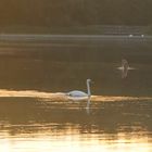 Rothsee - Schwanensee an einem Sommermorgen im Nebel