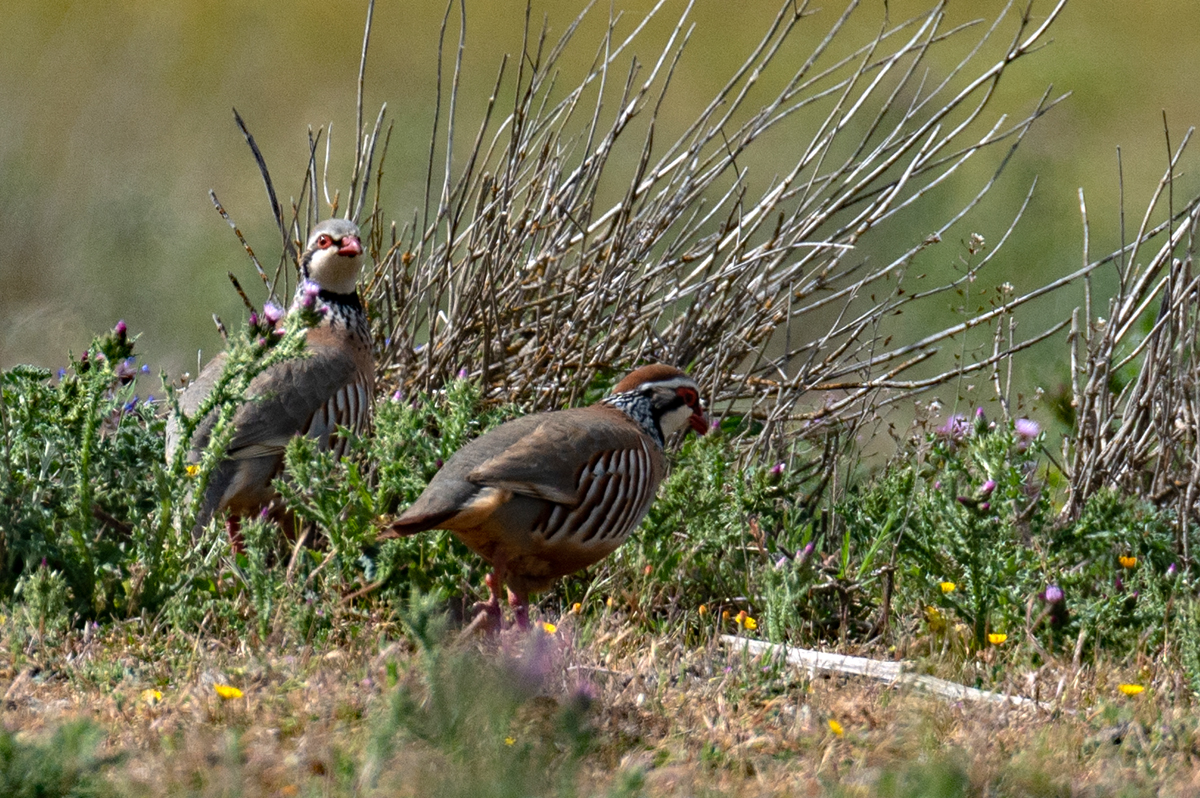 Rothühner in der Extremadura