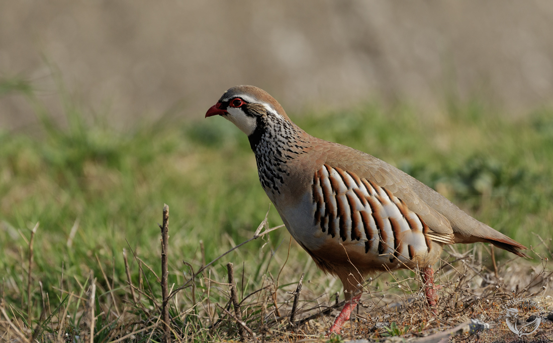 Rothuhn (Alectoris rufa)