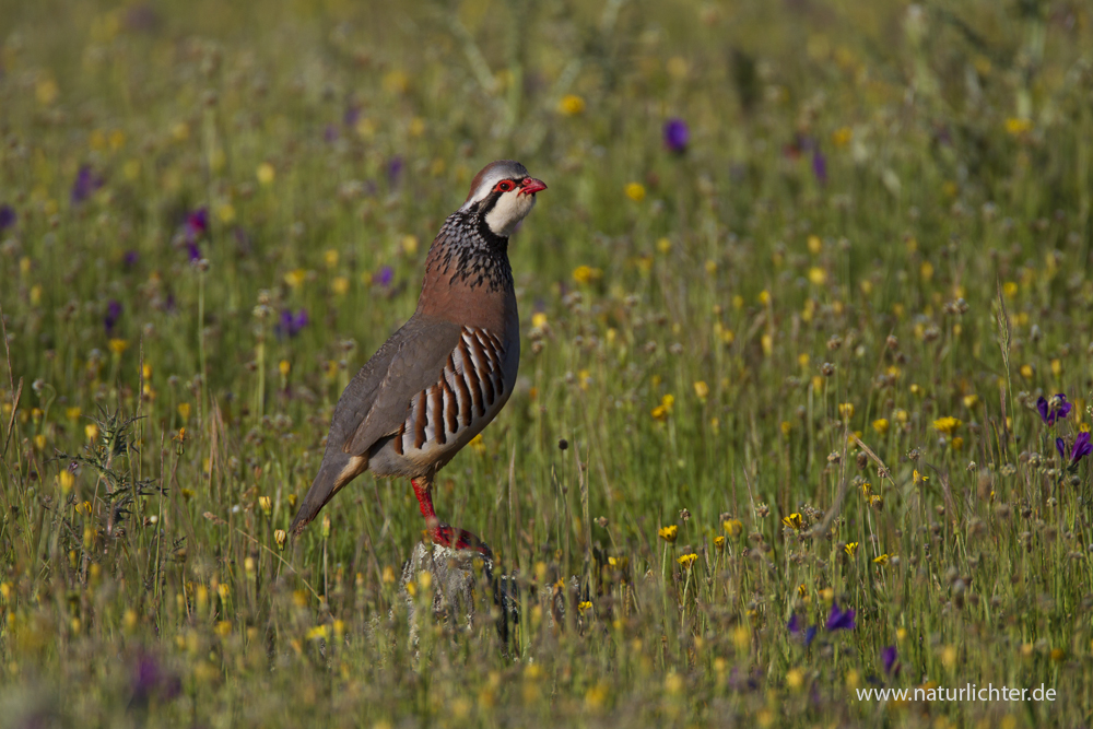 Rothuhn (Alectoris rufa)