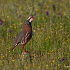 Rothuhn (Alectoris rufa)